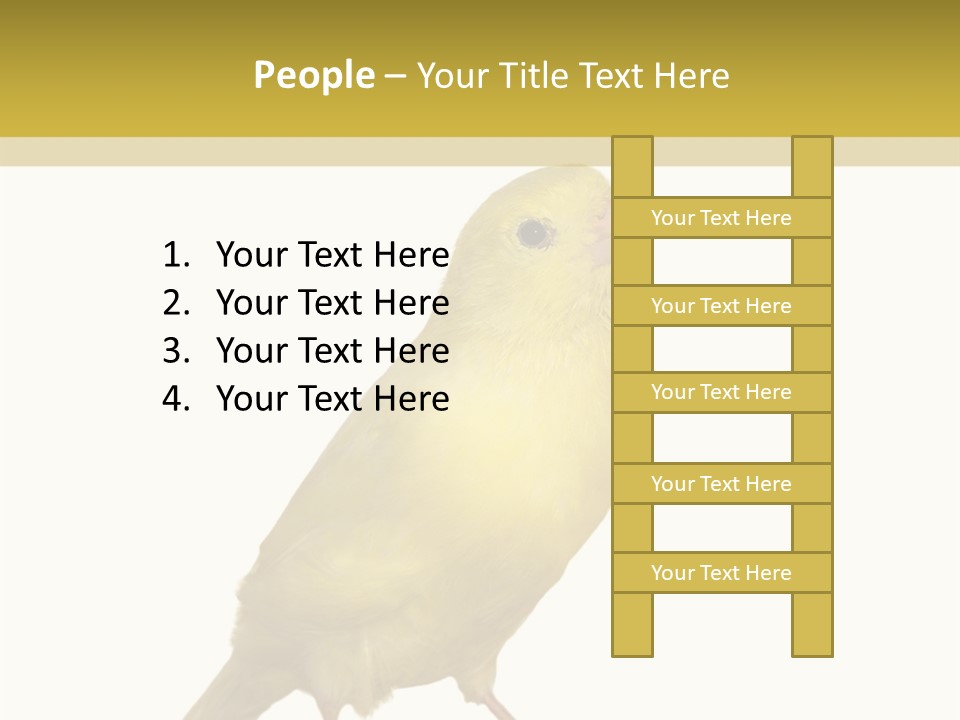 Fauna Exclusive Aves PowerPoint Template