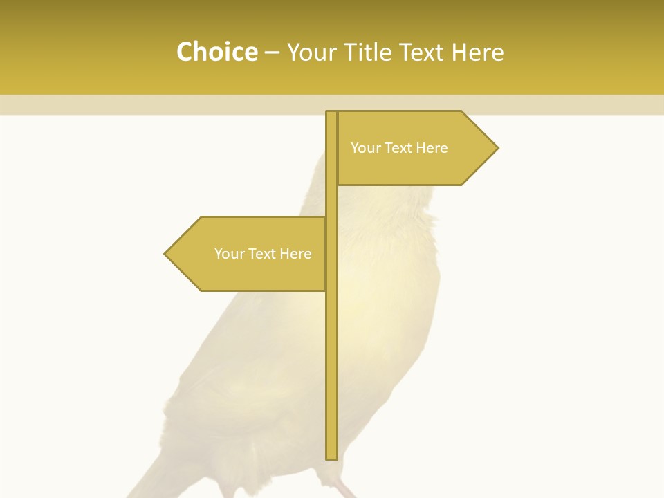 Fauna Exclusive Aves PowerPoint Template