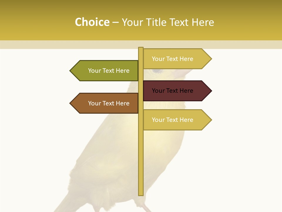 Fauna Exclusive Aves PowerPoint Template