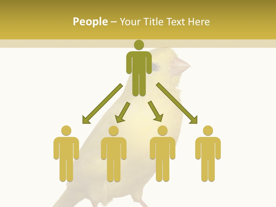 Fauna Exclusive Aves PowerPoint Template