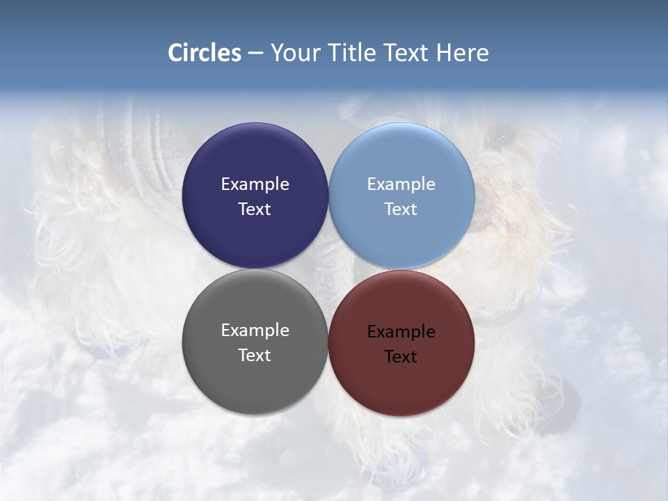 Schnauzer Ears Boot PowerPoint Template