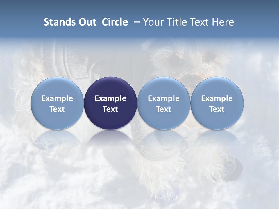 Schnauzer Ears Boot PowerPoint Template