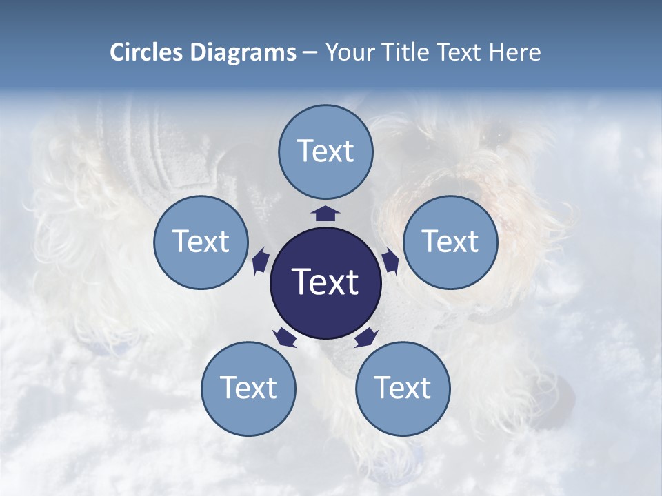 Schnauzer Ears Boot PowerPoint Template