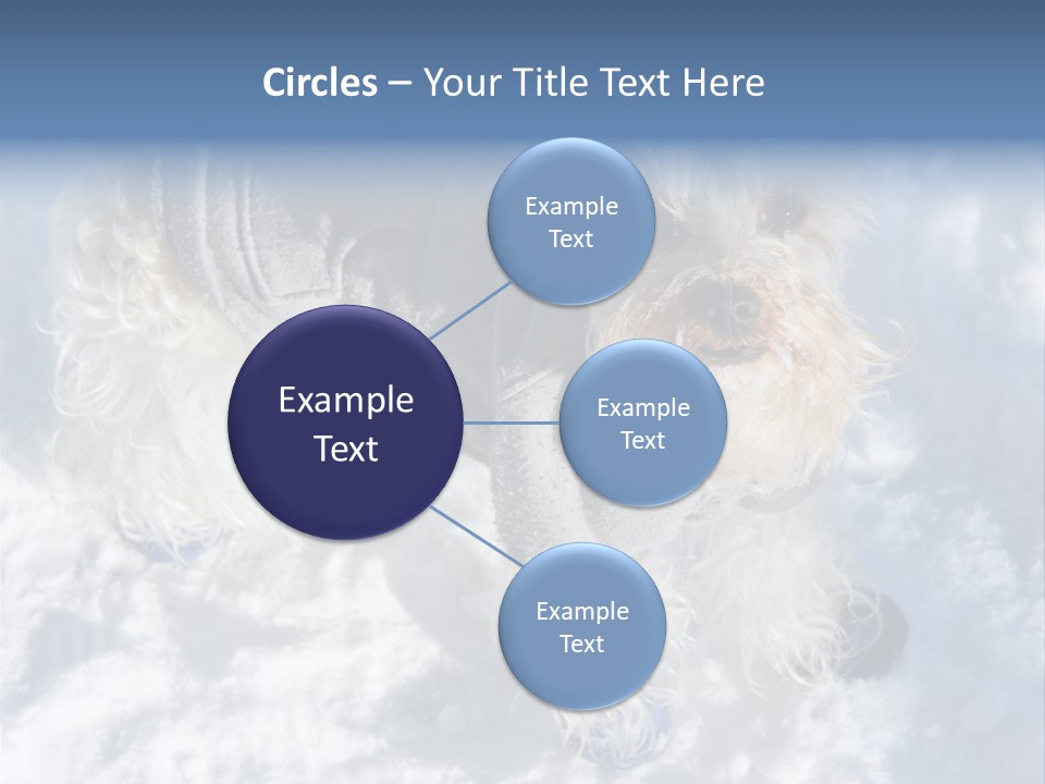 Schnauzer Ears Boot PowerPoint Template