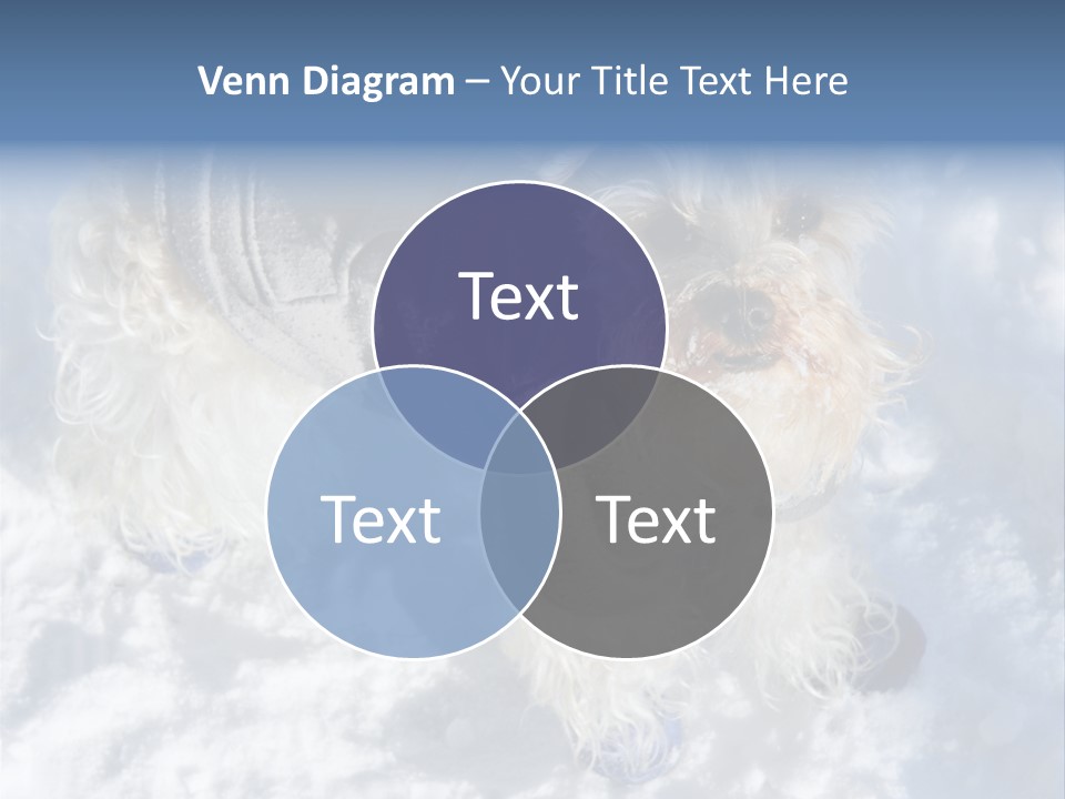 Schnauzer Ears Boot PowerPoint Template