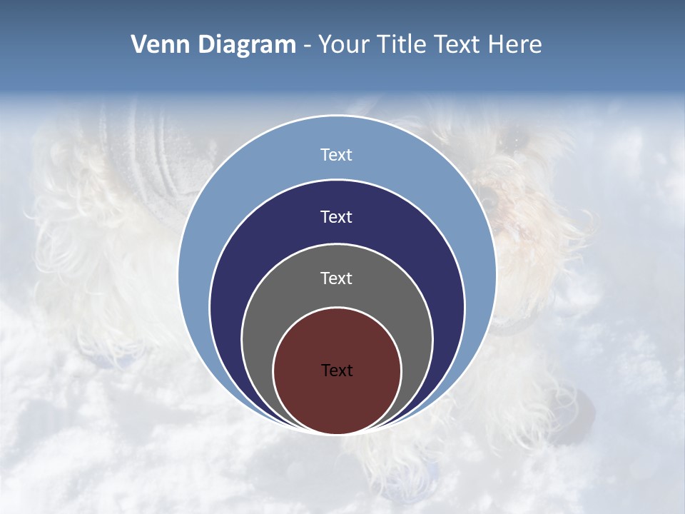 Schnauzer Ears Boot PowerPoint Template