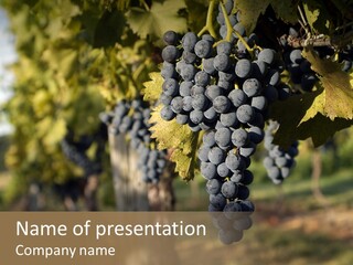 Branch Fruit Grape PowerPoint Template