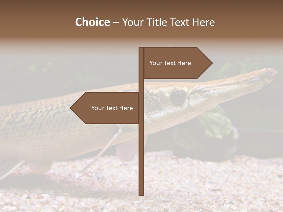Kyle Kingdom Panorama PowerPoint Template