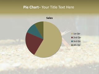 Food Cambarellus Orange PowerPoint Template