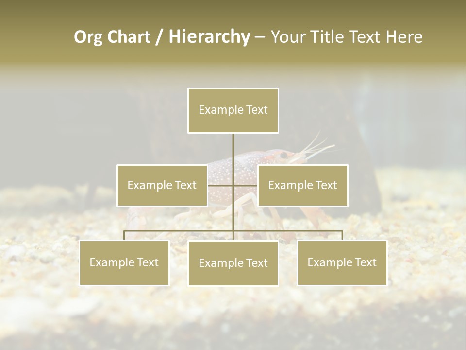 Food Cambarellus Orange PowerPoint Template