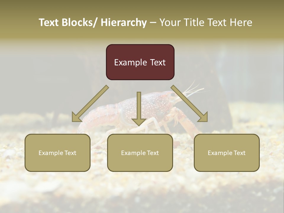 Food Cambarellus Orange PowerPoint Template