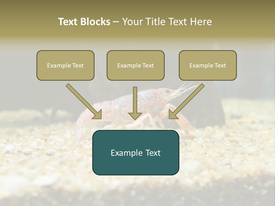 Food Cambarellus Orange PowerPoint Template