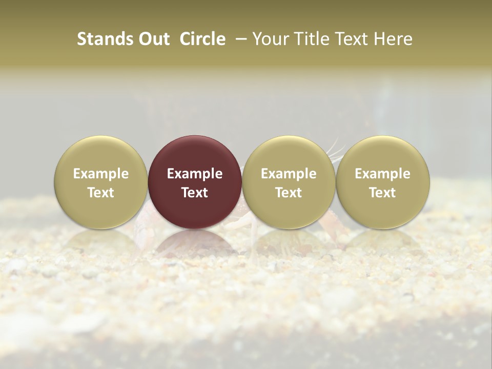 Food Cambarellus Orange PowerPoint Template