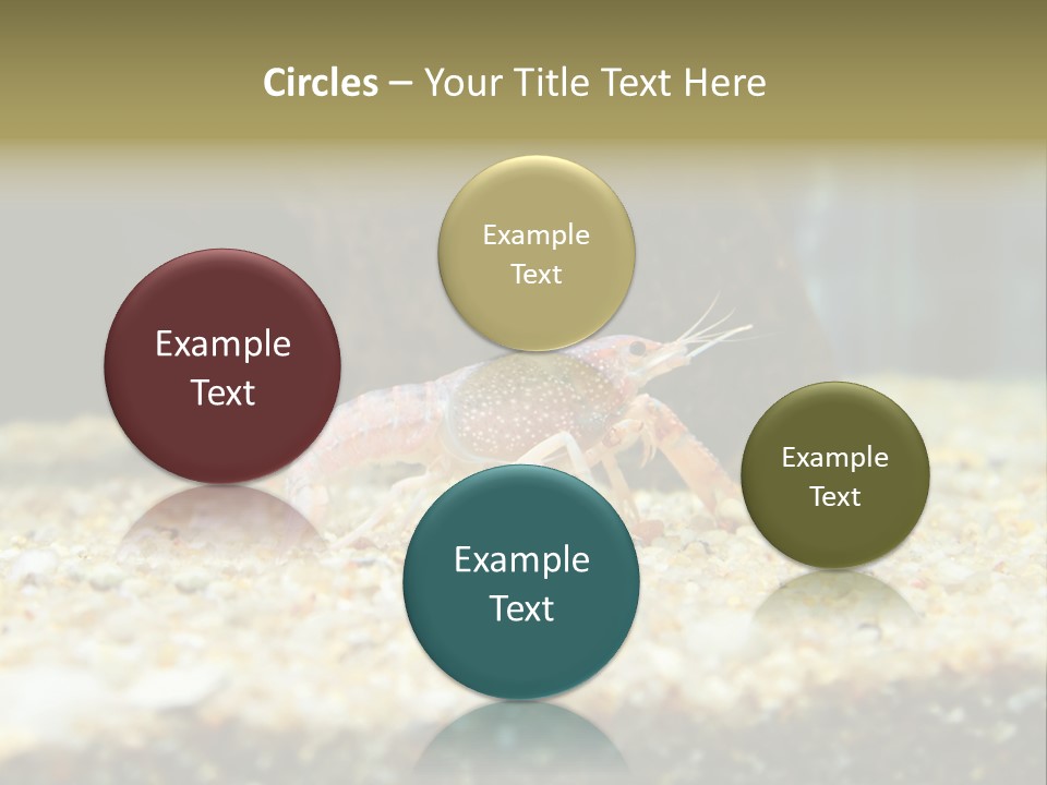 Food Cambarellus Orange PowerPoint Template