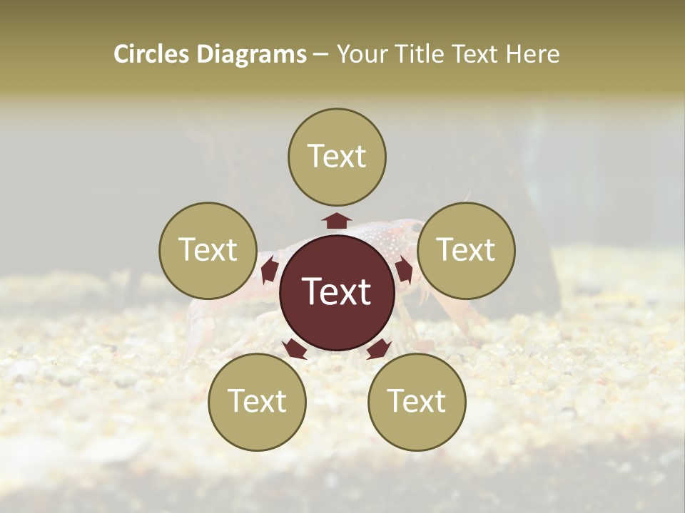 Food Cambarellus Orange PowerPoint Template