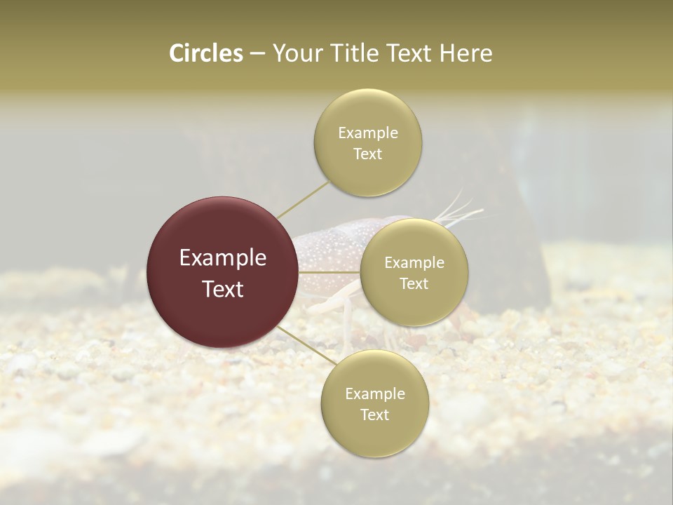 Food Cambarellus Orange PowerPoint Template