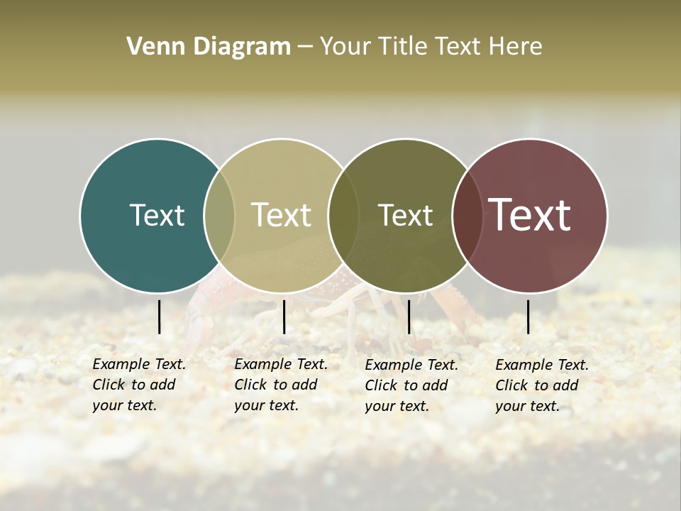 Food Cambarellus Orange PowerPoint Template