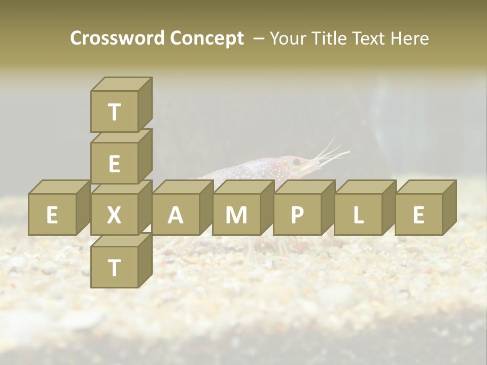 Food Cambarellus Orange PowerPoint Template