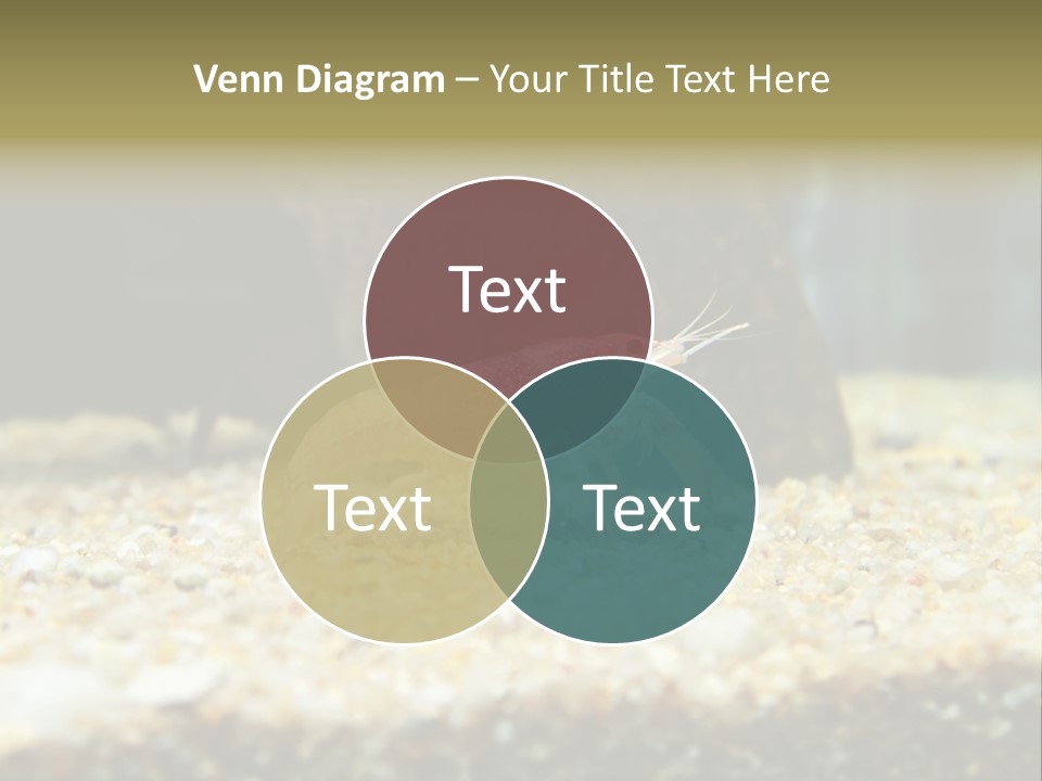 Food Cambarellus Orange PowerPoint Template