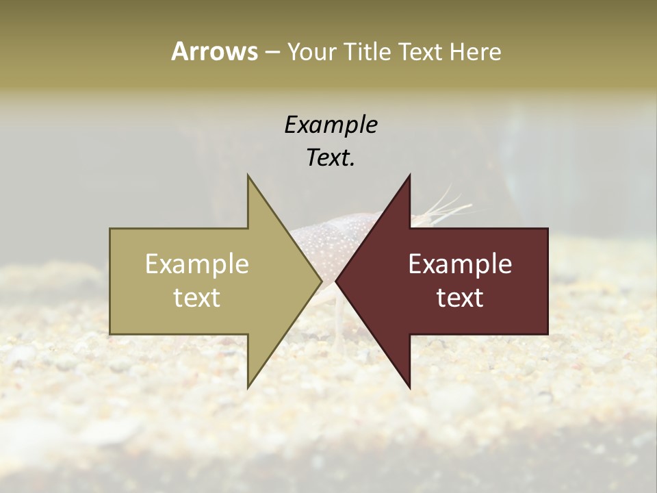 Food Cambarellus Orange PowerPoint Template