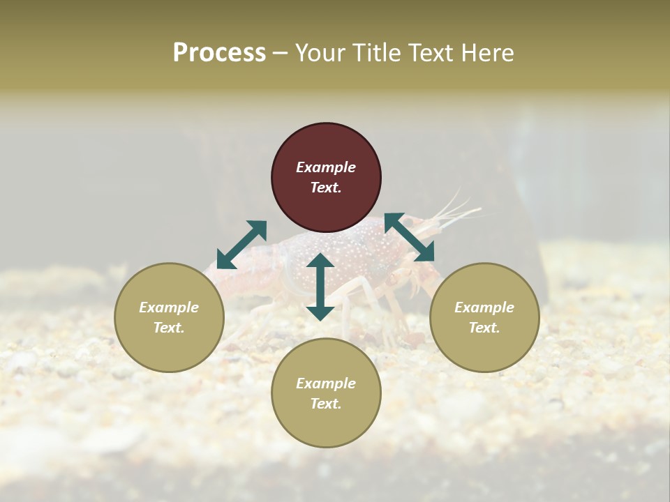 Food Cambarellus Orange PowerPoint Template
