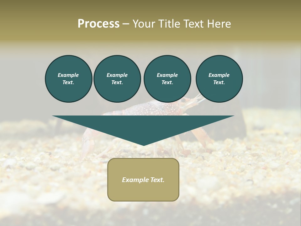 Food Cambarellus Orange PowerPoint Template