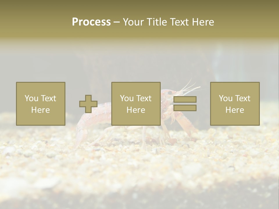 Food Cambarellus Orange PowerPoint Template