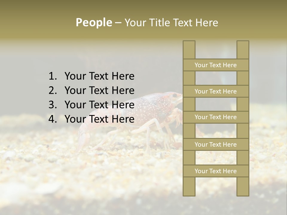 Food Cambarellus Orange PowerPoint Template