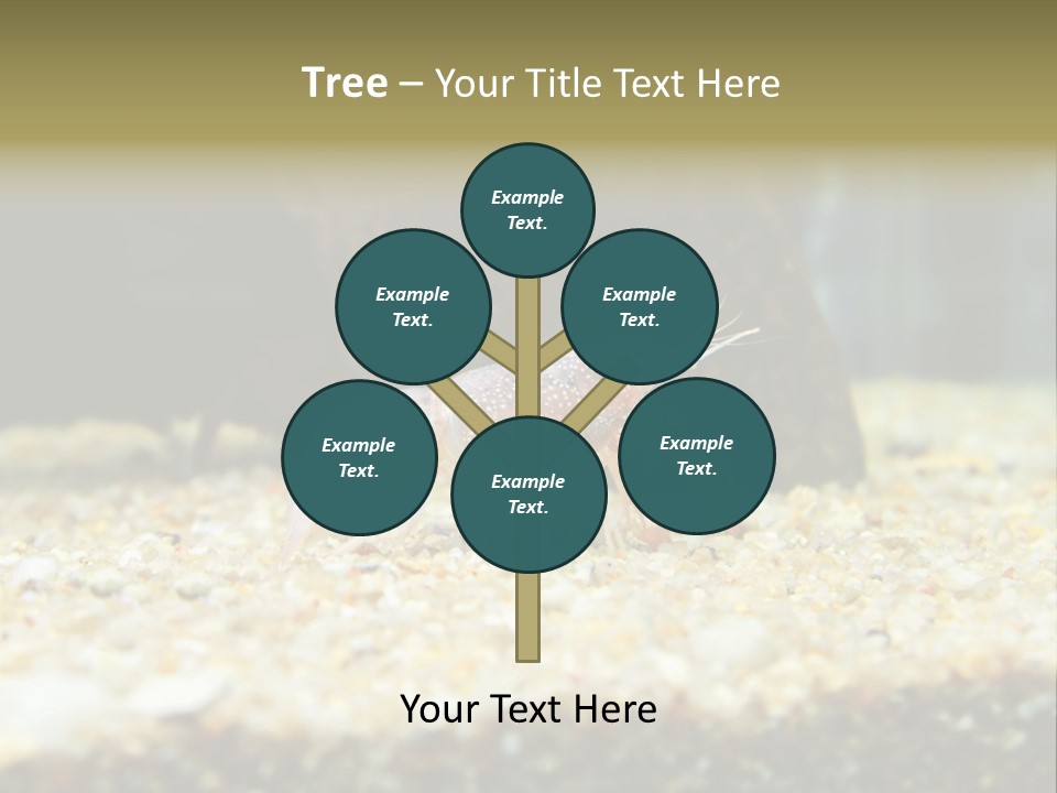 Food Cambarellus Orange PowerPoint Template