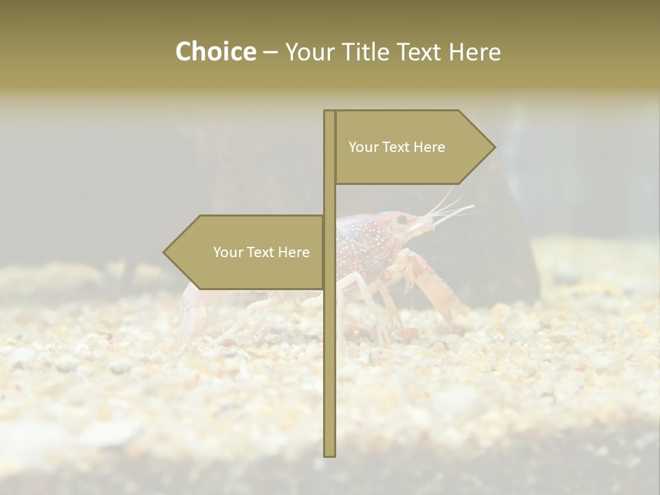 Food Cambarellus Orange PowerPoint Template