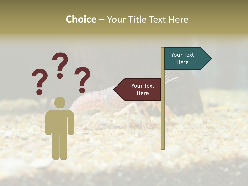 Food Cambarellus Orange PowerPoint Template