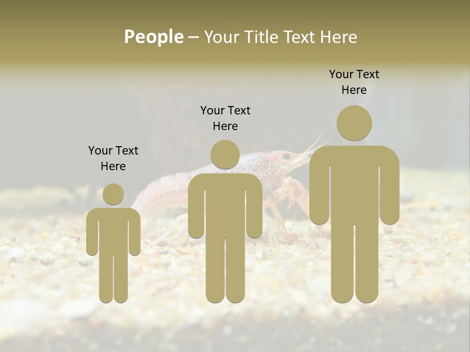 Food Cambarellus Orange PowerPoint Template