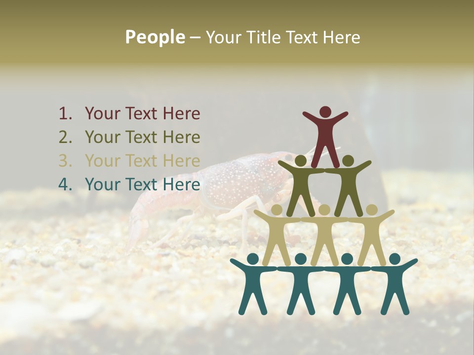 Food Cambarellus Orange PowerPoint Template