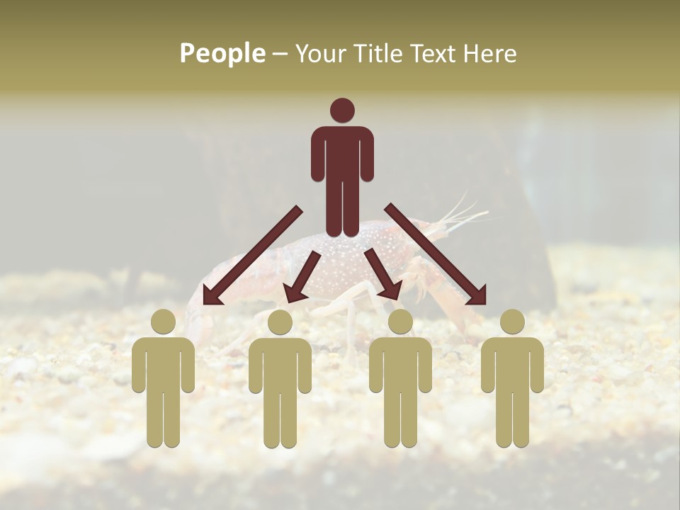 Food Cambarellus Orange PowerPoint Template