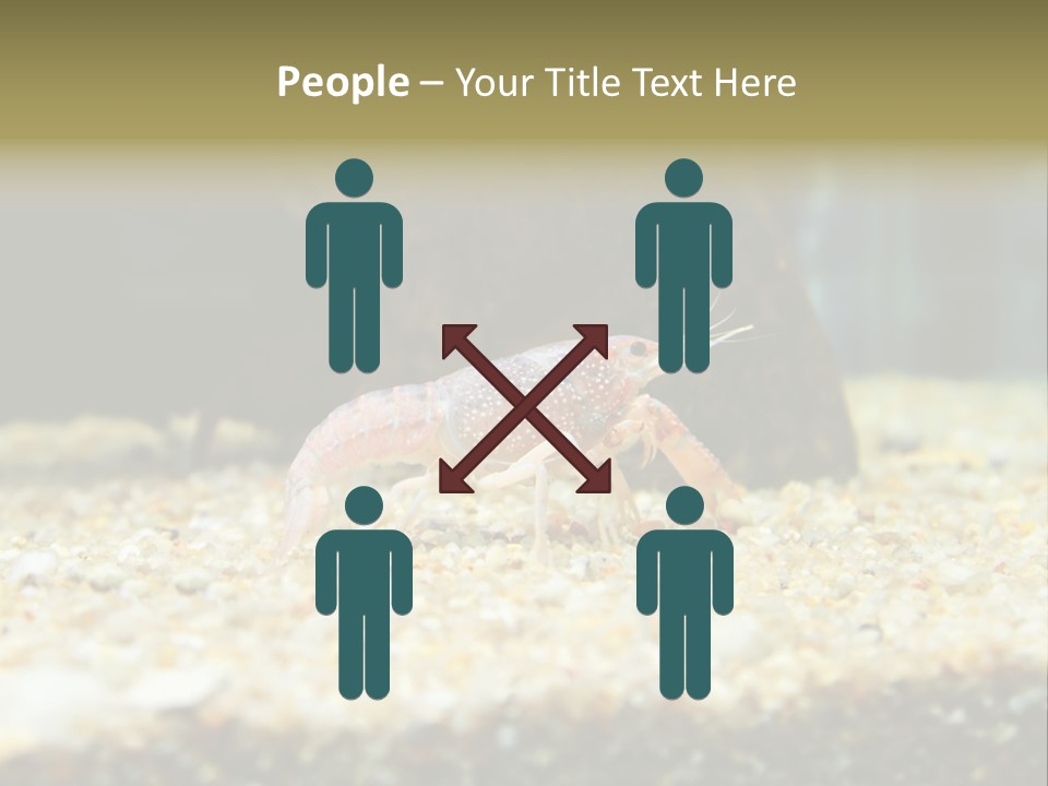 Food Cambarellus Orange PowerPoint Template