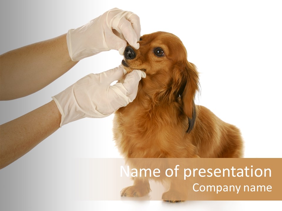 A Dog Getting His Nose Examined By A Veterinator PowerPoint Template