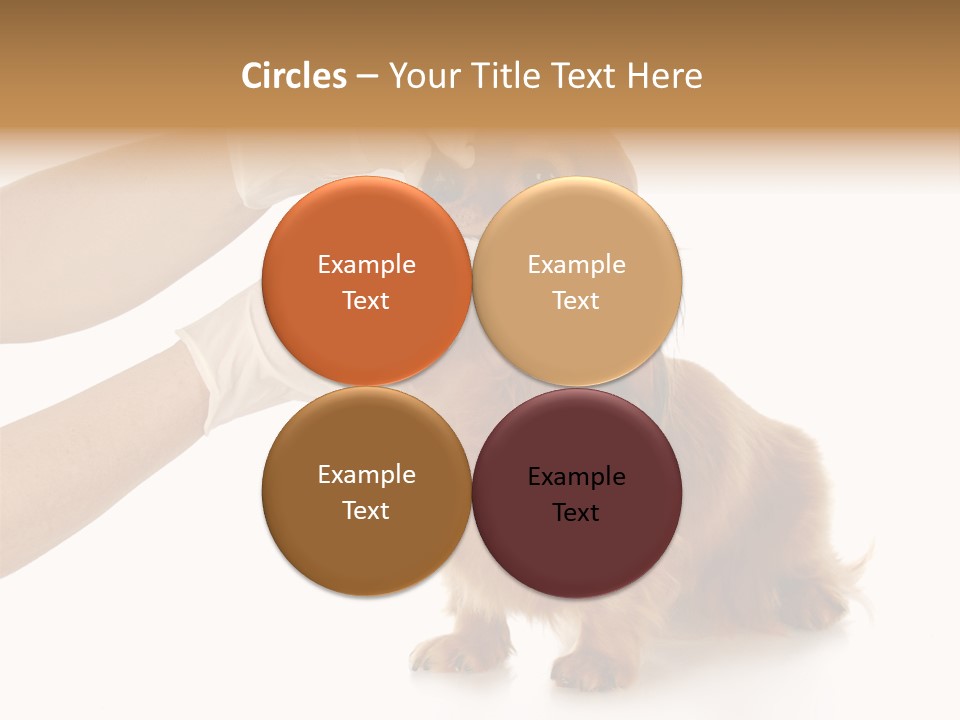 A Dog Getting His Nose Examined By A Veterinator PowerPoint Template