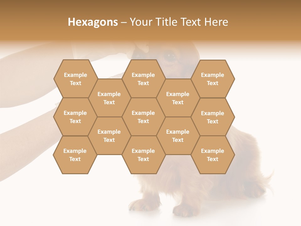 A Dog Getting His Nose Examined By A Veterinator PowerPoint Template