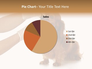 A Dog Getting His Nose Examined By A Veterinator PowerPoint Template