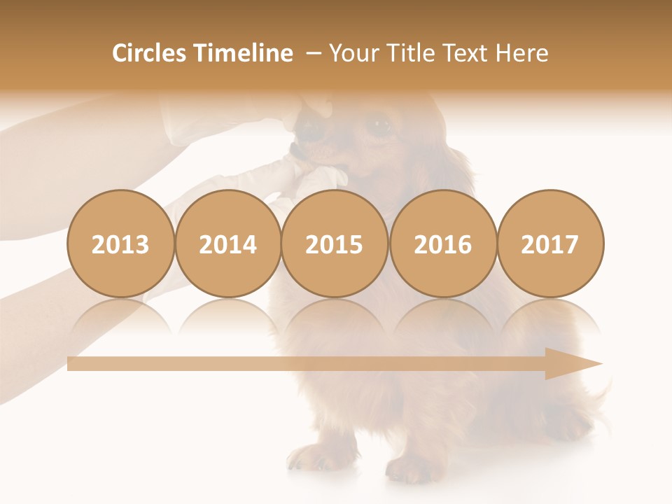 A Dog Getting His Nose Examined By A Veterinator PowerPoint Template