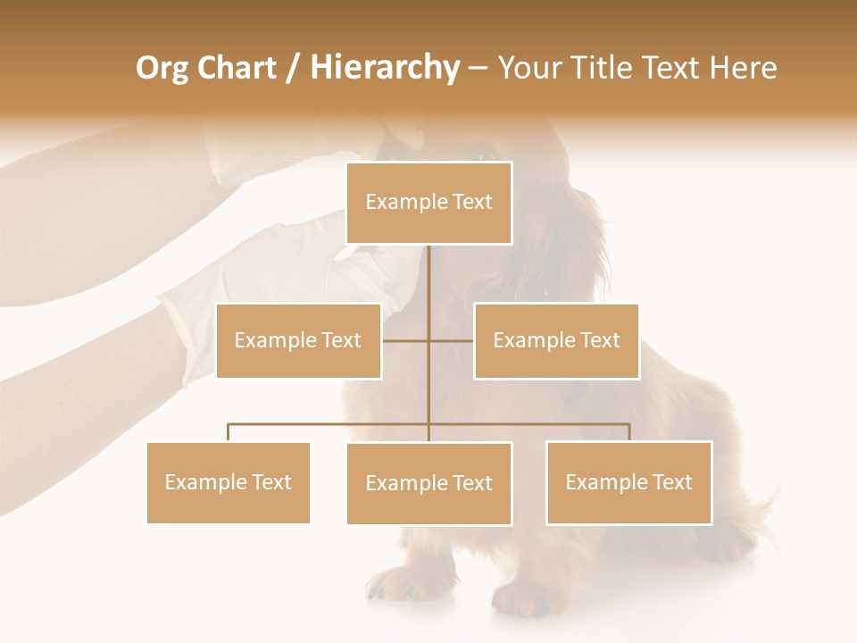 A Dog Getting His Nose Examined By A Veterinator PowerPoint Template