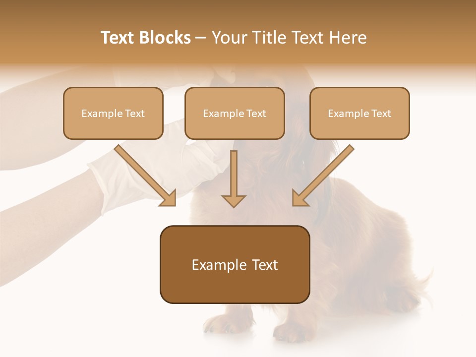 A Dog Getting His Nose Examined By A Veterinator PowerPoint Template