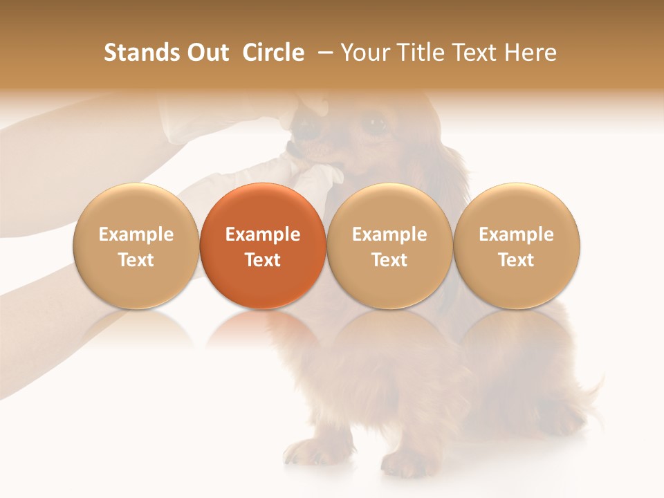 A Dog Getting His Nose Examined By A Veterinator PowerPoint Template