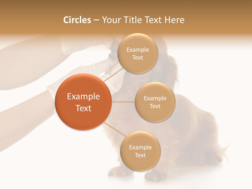 A Dog Getting His Nose Examined By A Veterinator PowerPoint Template