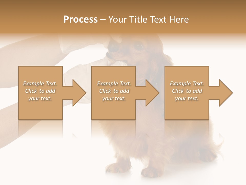 A Dog Getting His Nose Examined By A Veterinator PowerPoint Template