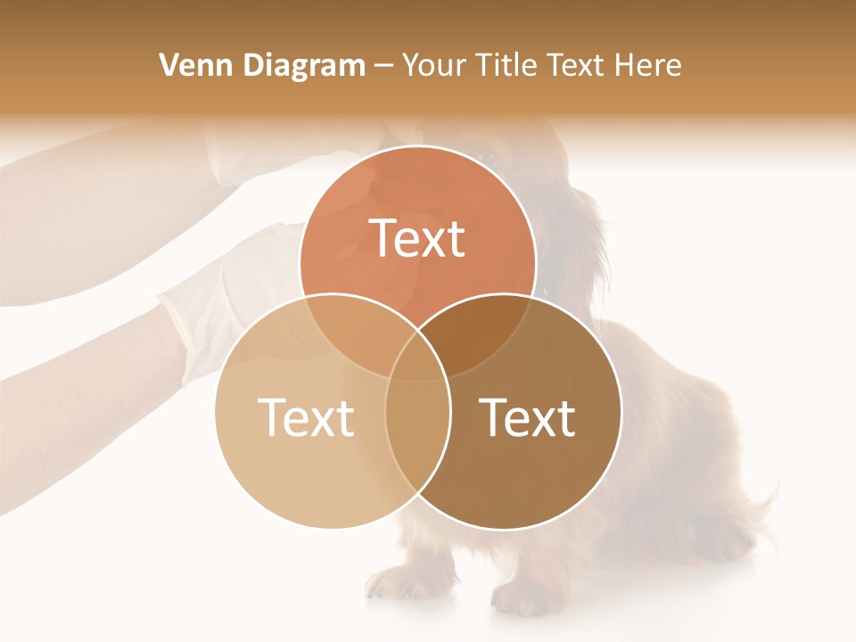 A Dog Getting His Nose Examined By A Veterinator PowerPoint Template