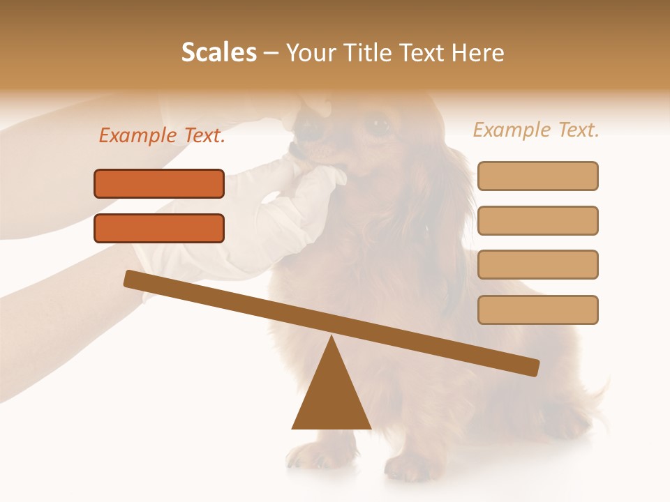 A Dog Getting His Nose Examined By A Veterinator PowerPoint Template