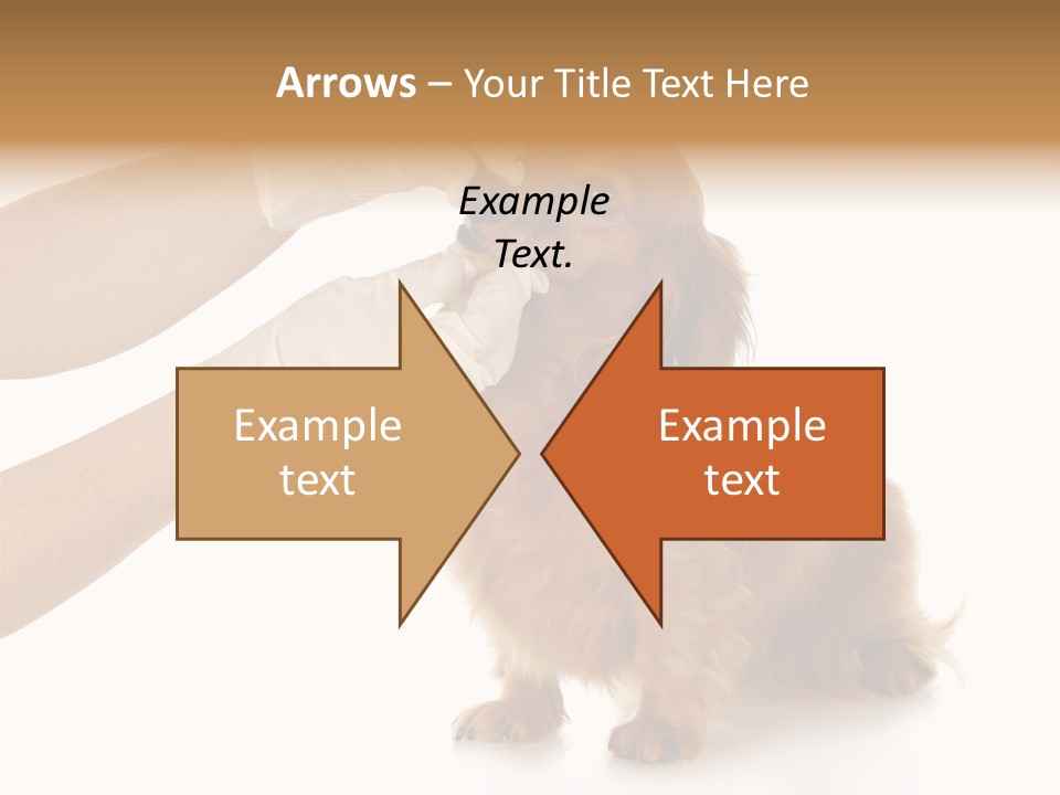 A Dog Getting His Nose Examined By A Veterinator PowerPoint Template