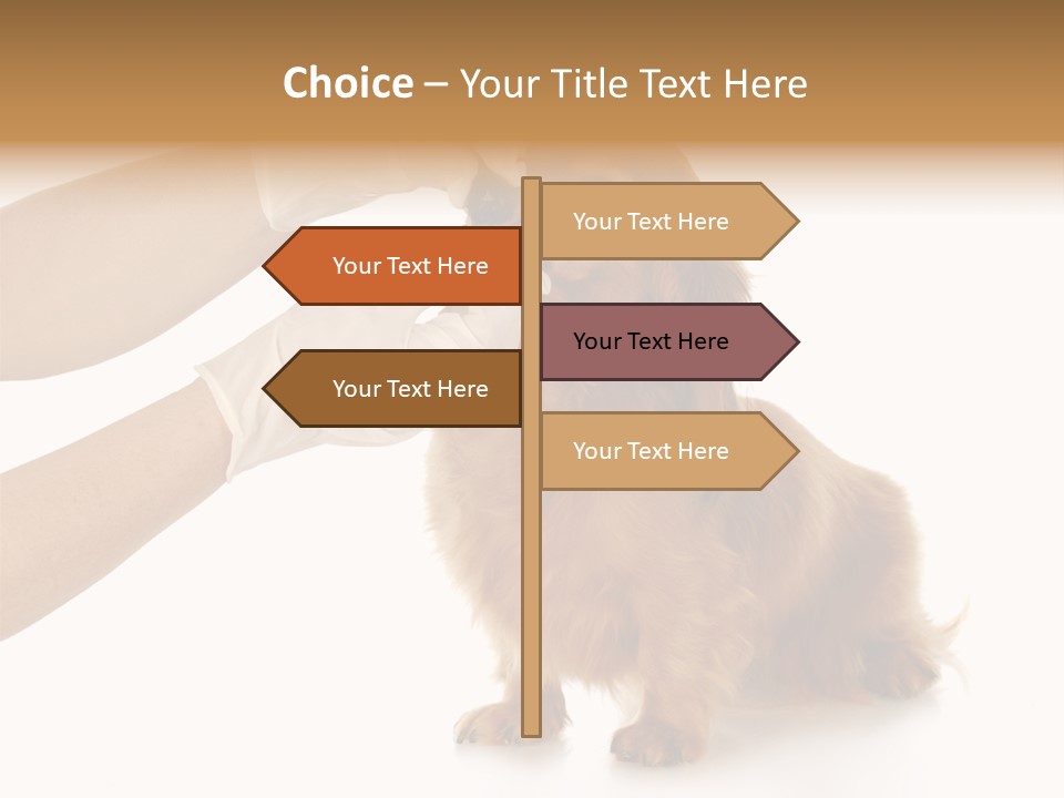 A Dog Getting His Nose Examined By A Veterinator PowerPoint Template