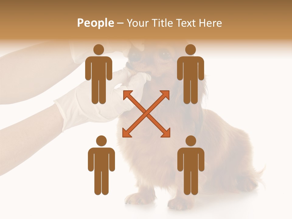 A Dog Getting His Nose Examined By A Veterinator PowerPoint Template